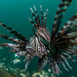 a fish swimming under water
