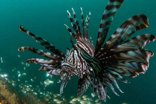 a fish swimming under water