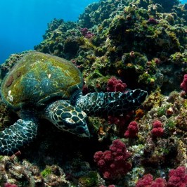 a turtle swimming in the water