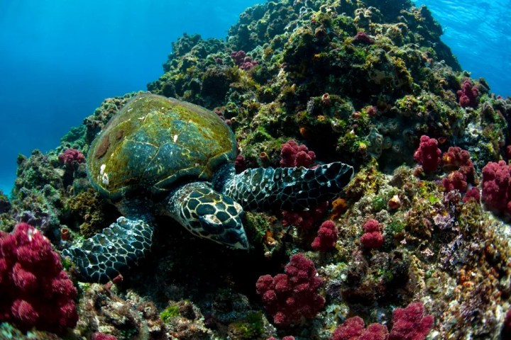 a turtle swimming in the water