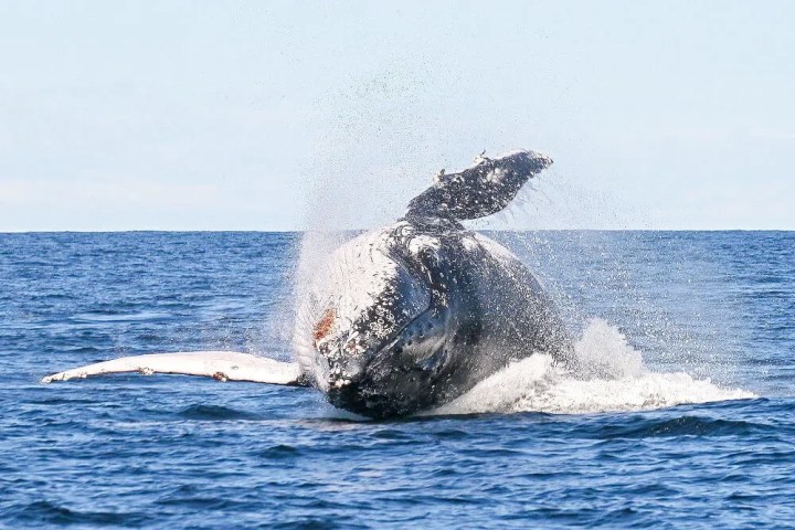 a whale jumping out of the water