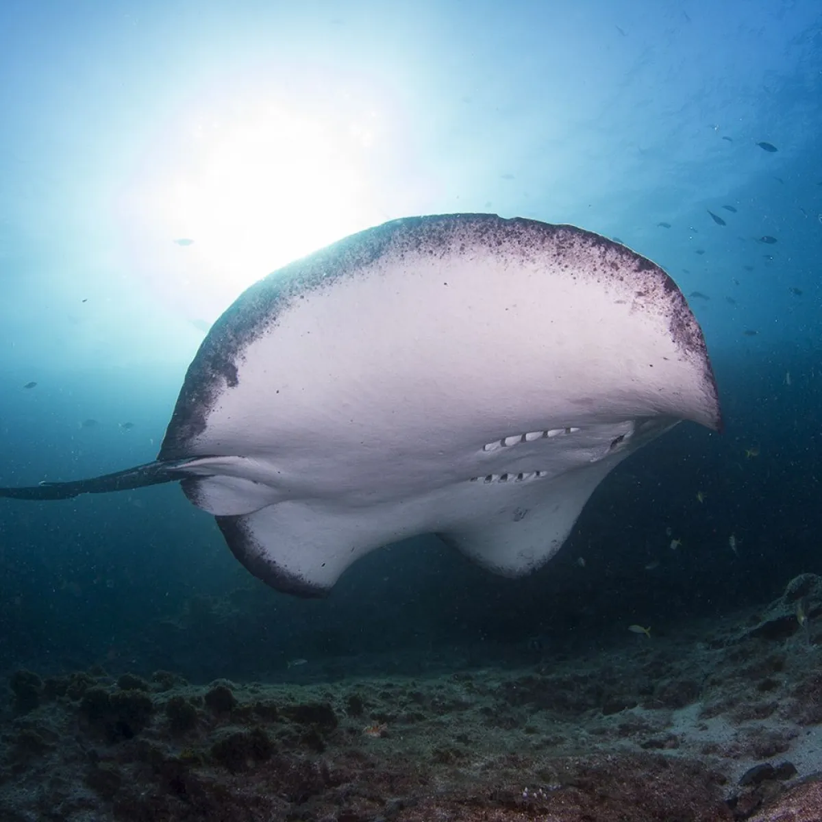 Closed up underwater shot of bull ray