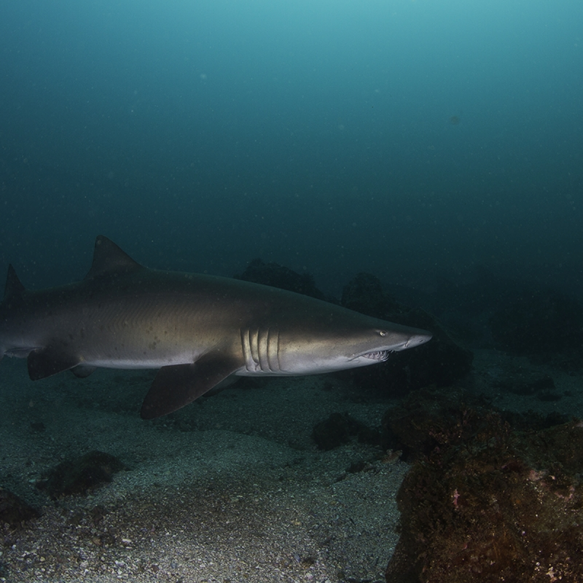 close up shot of grey nurse shark