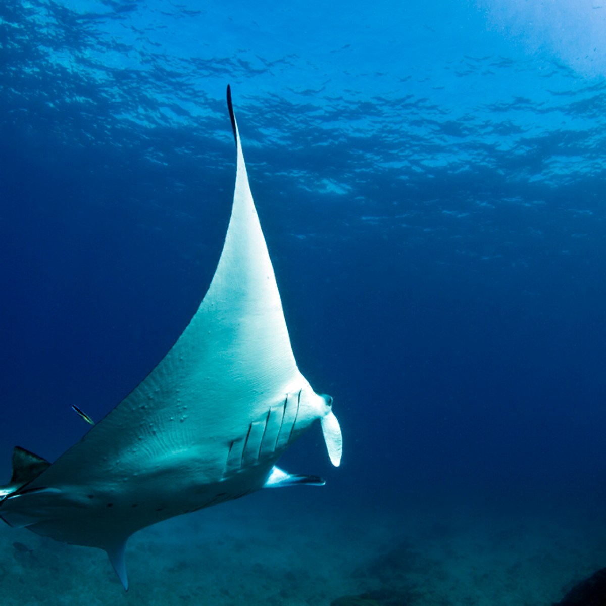 A close up view of massive manta ray fish