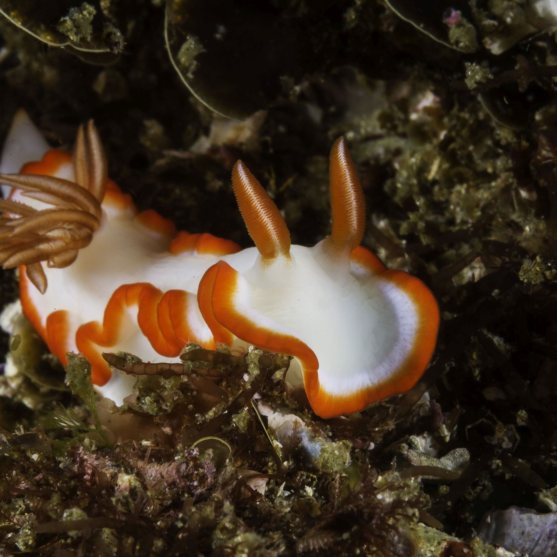 A collage of nudi branch