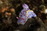 Nudi branch undewater