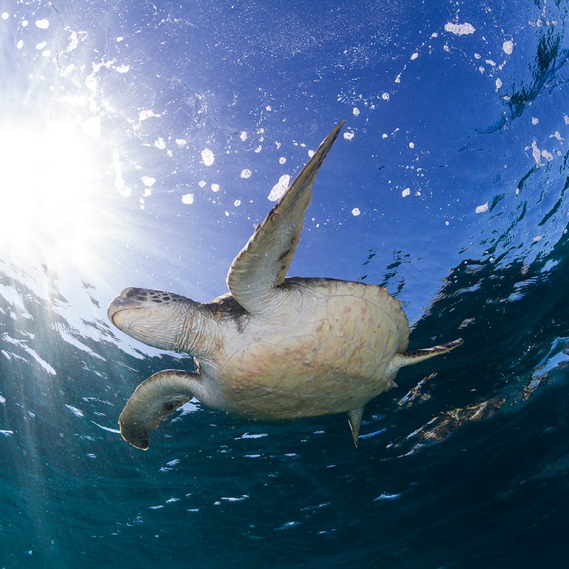close up photo of brown sea turtle