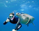 Turtle and Snorkeller