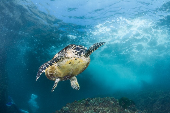 Hawksbill Turtle