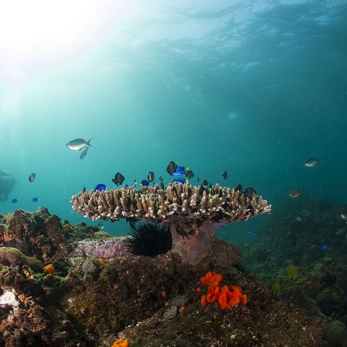 Different of fish and corals