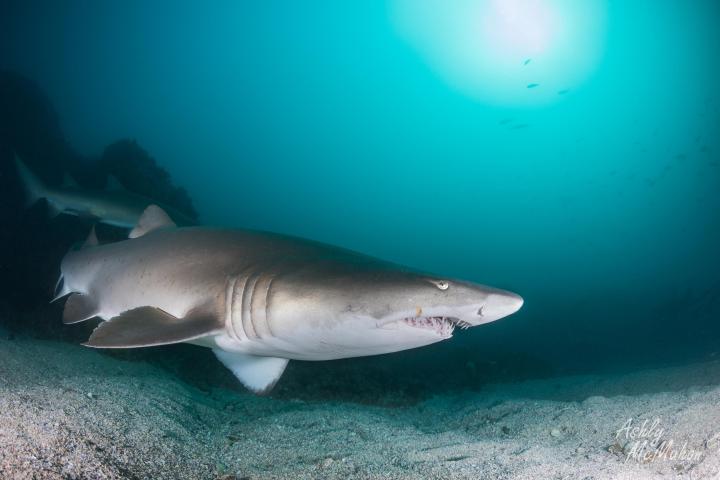 a shark in the water