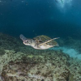 a close up of an animal in the water
