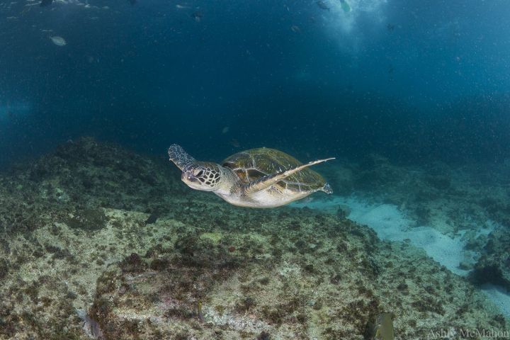 a close up of an animal in the water