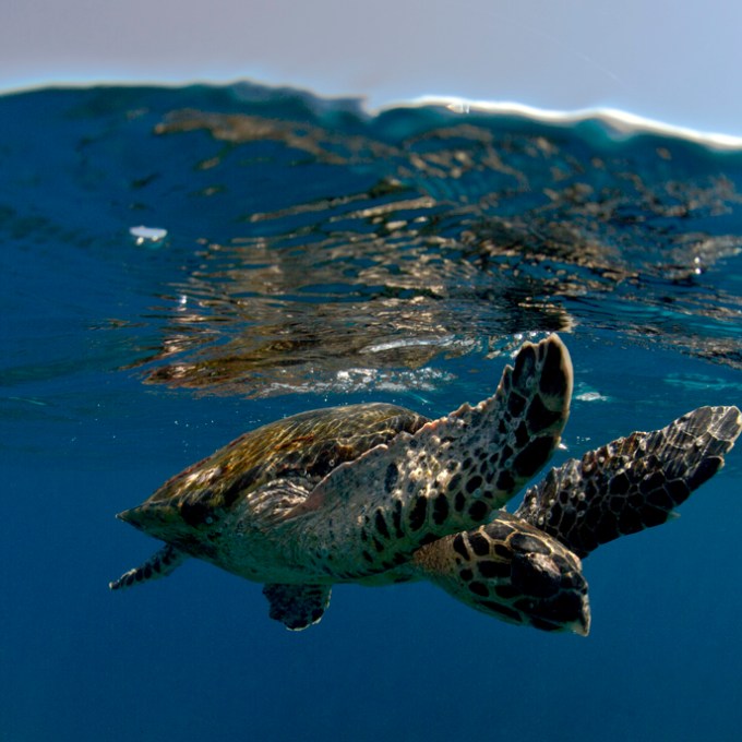 a turtle swimming under water