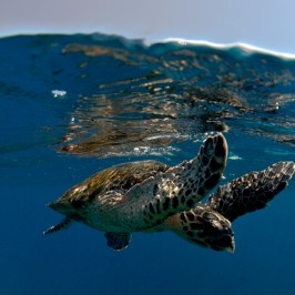 a turtle swimming under water