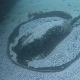 a fish swimming under water