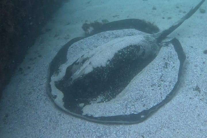 a fish swimming under water