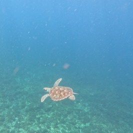 a turtle swimming under water