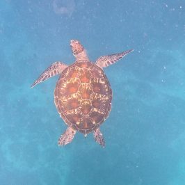a turtle swimming under water