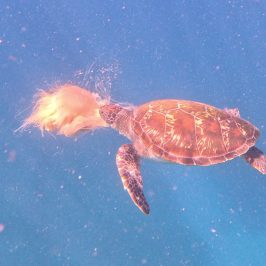 a person flying through the air while swimming in a body of water