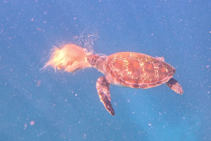 a person flying through the air while swimming in a body of water
