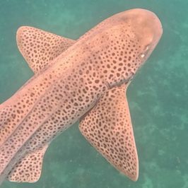 a fish swimming under water