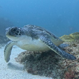 a turtle swimming under water