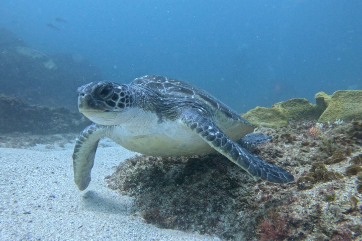 a turtle swimming under water