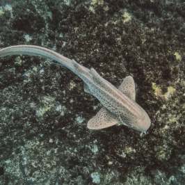 a fish swimming under water