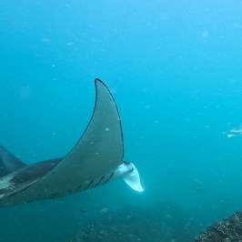 a fish swimming under water