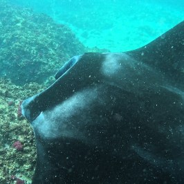 a fish swimming under water