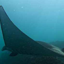 a fish swimming under water