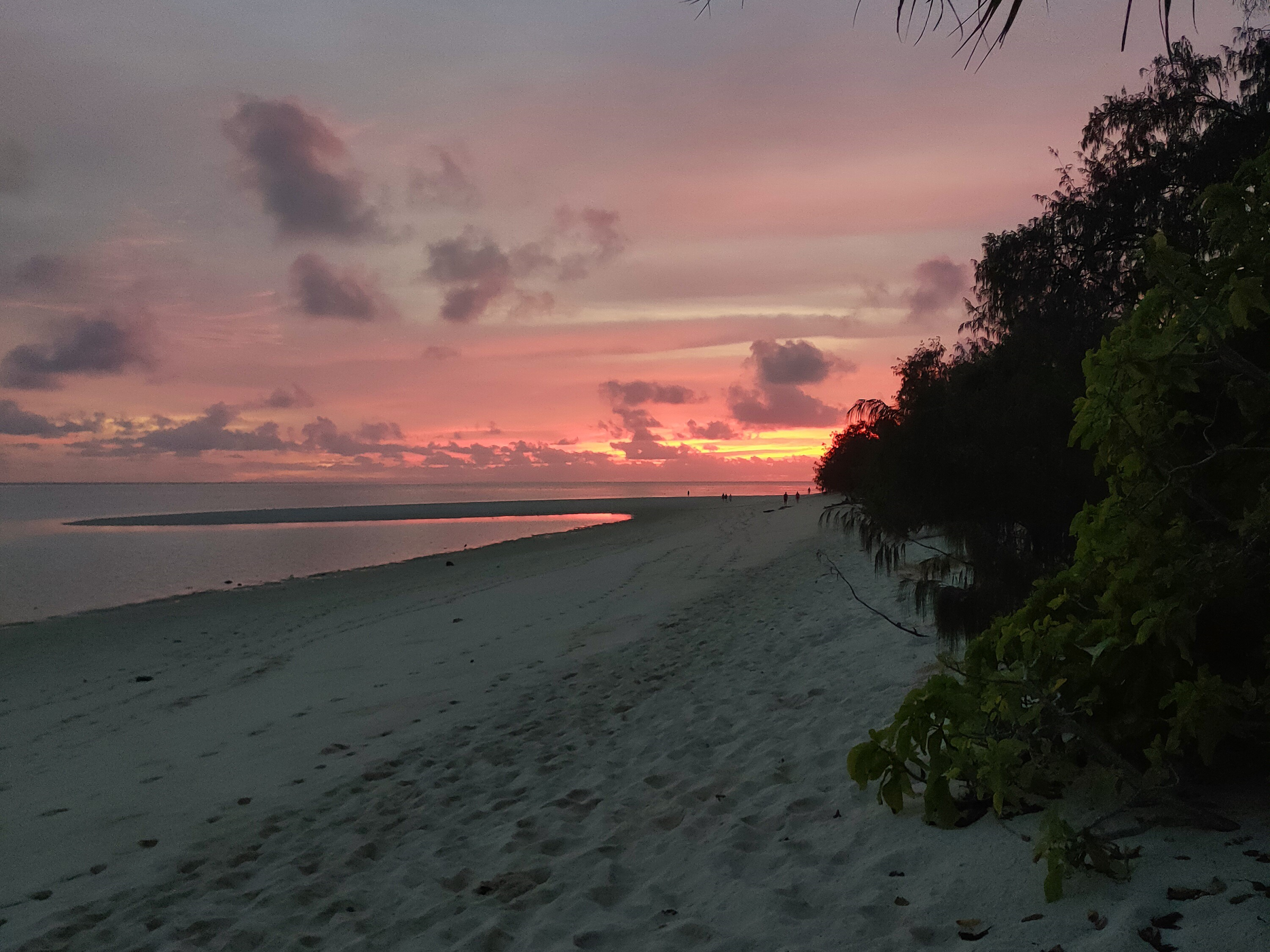 Beach at sunset with pink sky, clouds, and silhouetted trees in the foreground.